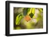 Close-up of Apple tree branch with apple on bokeh background-Paivi Vikstrom-Framed Photographic Print