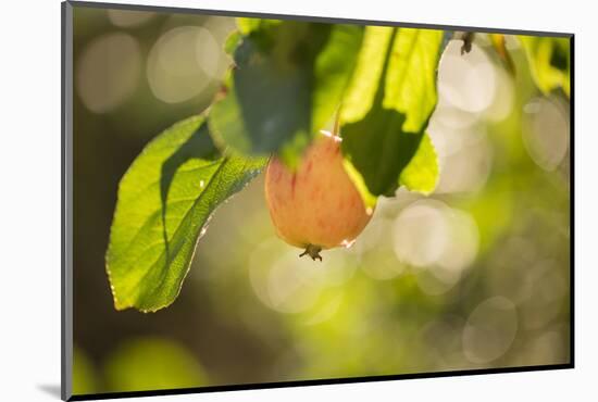Close-up of Apple tree branch with apple on bokeh background-Paivi Vikstrom-Mounted Photographic Print