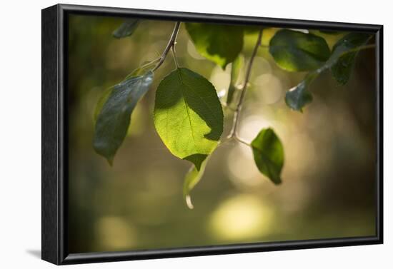 Close-up of Apple tree leaves with bokeh-Paivi Vikstrom-Framed Photographic Print