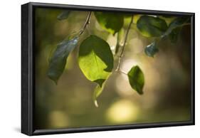 Close-up of Apple tree leaves with bokeh-Paivi Vikstrom-Framed Photographic Print