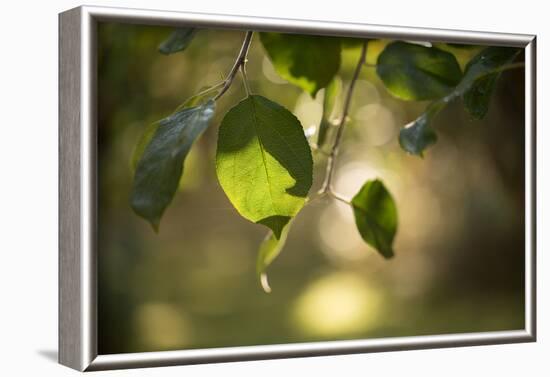 Close-up of Apple tree leaves with bokeh-Paivi Vikstrom-Framed Photographic Print