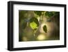 Close-up of Apple tree leaves with bokeh-Paivi Vikstrom-Framed Photographic Print