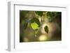 Close-up of Apple tree leaves with bokeh-Paivi Vikstrom-Framed Photographic Print