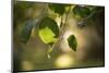 Close-up of Apple tree leaves with bokeh-Paivi Vikstrom-Mounted Photographic Print