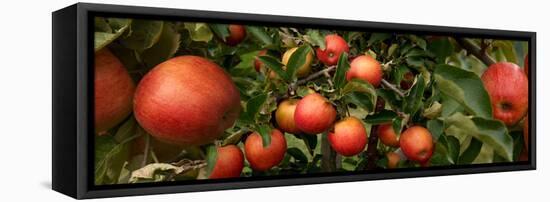 Close-Up of Apples Growing on Tree-null-Framed Stretched Canvas