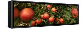 Close-Up of Apples Growing on Tree-null-Framed Stretched Canvas