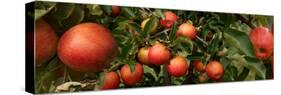 Close-Up of Apples Growing on Tree-null-Stretched Canvas