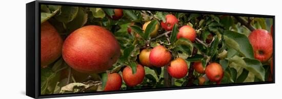 Close-Up of Apples Growing on Tree-null-Framed Stretched Canvas