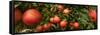 Close-Up of Apples Growing on Tree-null-Framed Stretched Canvas