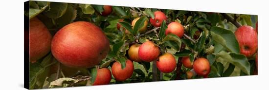 Close-Up of Apples Growing on Tree-null-Stretched Canvas