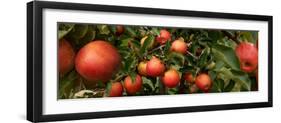 Close-Up of Apples Growing on Tree-null-Framed Photographic Print