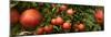 Close-Up of Apples Growing on Tree-null-Mounted Photographic Print