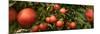 Close-Up of Apples Growing on Tree-null-Mounted Photographic Print