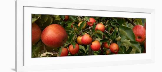 Close-Up of Apples Growing on Tree-null-Framed Photographic Print