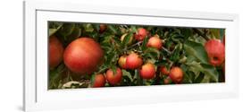 Close-Up of Apples Growing on Tree-null-Framed Photographic Print