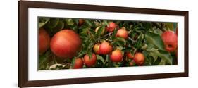 Close-Up of Apples Growing on Tree-null-Framed Photographic Print