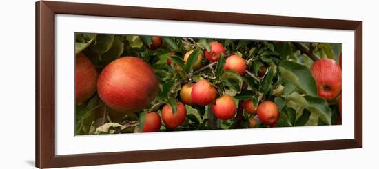 Close-Up of Apples Growing on Tree-null-Framed Photographic Print