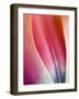 Close-Up of Apricot Impression Tulip-Clive Nichols-Framed Photographic Print