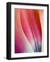 Close-Up of Apricot Impression Tulip-Clive Nichols-Framed Photographic Print