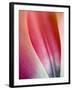 Close-Up of Apricot Impression Tulip-Clive Nichols-Framed Photographic Print