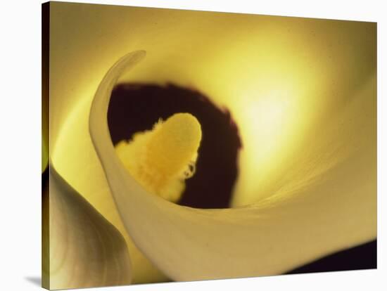 Close-Up of Arum-Murray Louise-Stretched Canvas