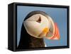 Close-Up of Atlantic Puffin-Arthur Morris-Framed Stretched Canvas