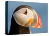 Close-Up of Atlantic Puffin-Arthur Morris-Stretched Canvas