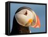 Close-Up of Atlantic Puffin-Arthur Morris-Framed Stretched Canvas