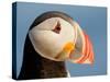 Close-Up of Atlantic Puffin-Arthur Morris-Stretched Canvas