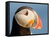 Close-Up of Atlantic Puffin-Arthur Morris-Framed Stretched Canvas