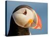 Close-Up of Atlantic Puffin-Arthur Morris-Stretched Canvas