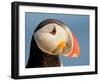 Close-Up of Atlantic Puffin-Arthur Morris-Framed Photographic Print