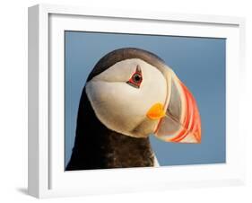 Close-Up of Atlantic Puffin-Arthur Morris-Framed Photographic Print