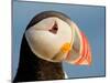 Close-Up of Atlantic Puffin-Arthur Morris-Mounted Photographic Print