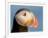 Close-Up of Atlantic Puffin-Arthur Morris-Framed Photographic Print