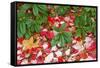 Close-Up of Autumn Leaves on Ground-Craig Tuttle-Framed Stretched Canvas