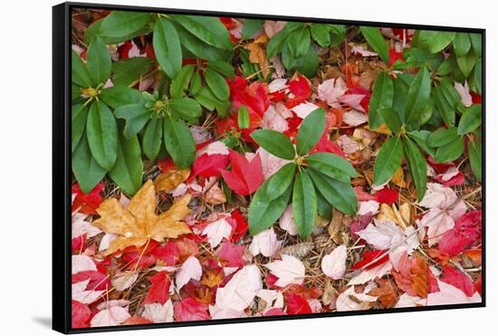 Close-Up of Autumn Leaves on Ground-Craig Tuttle-Framed Stretched Canvas