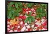 Close-Up of Autumn Leaves on Ground-Craig Tuttle-Framed Photographic Print