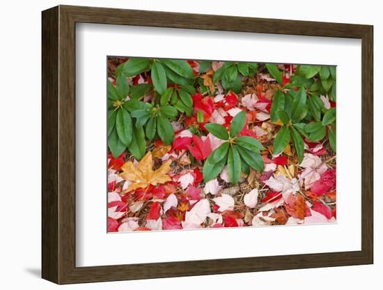 Close-Up of Autumn Leaves on Ground-Craig Tuttle-Framed Photographic Print