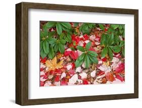 Close-Up of Autumn Leaves on Ground-Craig Tuttle-Framed Photographic Print