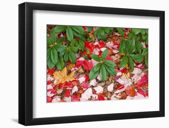 Close-Up of Autumn Leaves on Ground-Craig Tuttle-Framed Photographic Print