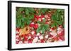 Close-Up of Autumn Leaves on Ground-Craig Tuttle-Framed Photographic Print