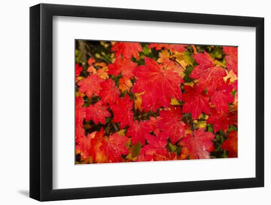 Close-up of autumn leaves, Portland, Oregon, USA-Panoramic Images-Framed Photographic Print