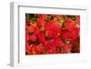 Close-up of autumn leaves, Portland, Oregon, USA-Panoramic Images-Framed Photographic Print