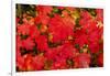 Close-up of autumn leaves, Portland, Oregon, USA-Panoramic Images-Framed Photographic Print