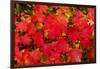 Close-up of autumn leaves, Portland, Oregon, USA-Panoramic Images-Framed Photographic Print