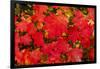 Close-up of autumn leaves, Portland, Oregon, USA-Panoramic Images-Framed Photographic Print