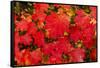 Close-up of autumn leaves, Portland, Oregon, USA-Panoramic Images-Framed Stretched Canvas