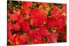 Close-up of autumn leaves, Portland, Oregon, USA-Panoramic Images-Stretched Canvas