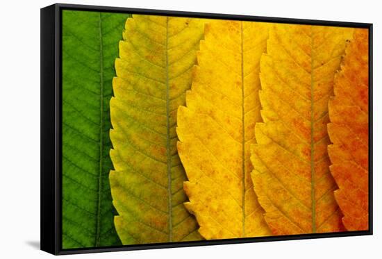 Close Up of Autumn Leaves-rodho-Framed Stretched Canvas